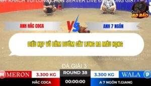 Trận 38 trường gà Tonhon 13/11/2025