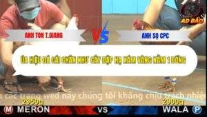 Trận 4 trường gà CPC4 13/11/2025