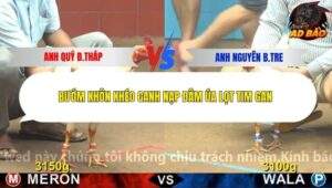 Trận 4 trường gà CPC4 17/11/2025