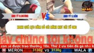 Trận 4 trường gà CPC5 13/11/2025