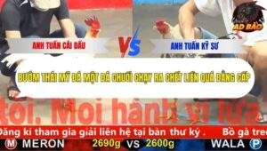 Trận 4 trường gà CPC5 18/11/2025