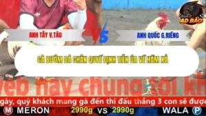 Trận 4 trường gà CPC5 20/11/2025