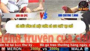 Trận 4 trường gà Cpc5 25/11/2025