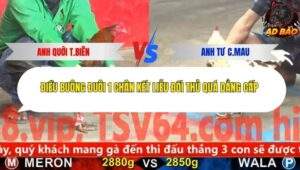 Trận 4 trường gà Cpc5 26/11/2025