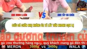 Trận 4 trường gà Cpc5 27/11/2025