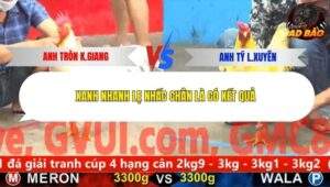 Trận 4 trường gà CPC5 8/11/2025