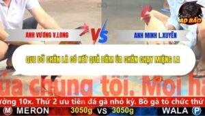 Trận 4 trường gà CPC5 9/11/2025