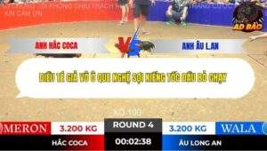 Trận 4 trường gà Tonhon 13/11/2025