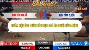 Trận 4 trường gà Tonhon 2/11/2025