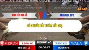 Trận 40 trường gà Tonhon 2/11/2025