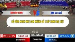 Trận 42 trường gà Tonhon 2/11/2025