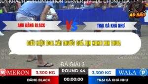 Trận 44 trường gà Tonhon 13/11/2025