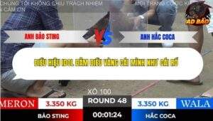 Trận 48 trường gà Tonhon 28/11/2025