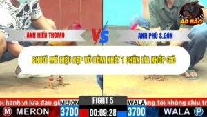 Trận 5 trường gà C6 1/11/2025