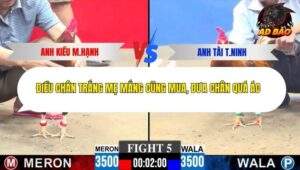 Trận 5 trường gà CPC3 30/11/2025