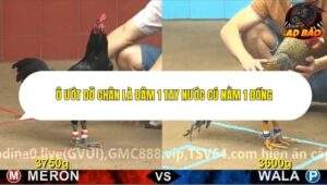 Trận 5 trường gà CPC4 9/11/2025