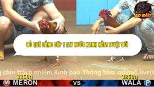 Trận 5 trường gà CPC4 ngày 3/11/2025