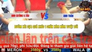 Trận 5 trường gà CPC5 4/11/2025