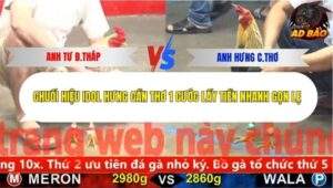 Trận 5 trường gà CPC5 5/11/2025