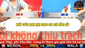 Trận 5 trường gà CPC5 9/11/2025