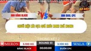 Trận 51 trường gà Tonhon 13/11/2025