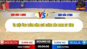 Trận 53 trường gà Tonhon 13/11/2025