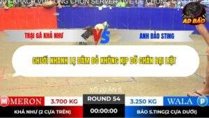 Trận 54 trường gà Tonhon 13/11/2025