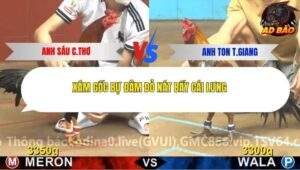 Trận 6 trường gà CPC4 20/11/2025