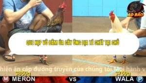 Trận 6 trường gà Cpc4 25/11/2025