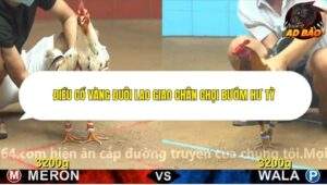 Trận 6 trường gà CPC4 ngày 8/11/2025