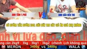 Trận 6 trường gà CPC5 20/11/2025