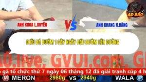 Trận 6 trường gà Cpc5 24/11/2025