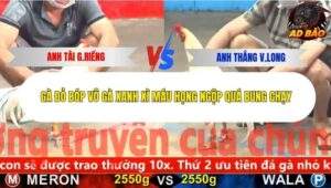 Trận 6 trường gà CPC5 9/11/2025