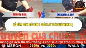 Trận 6 trường gà CPC5 9/11/2025