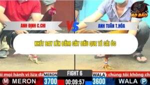 Trận 6 trường gà CPC6 4/11/2025