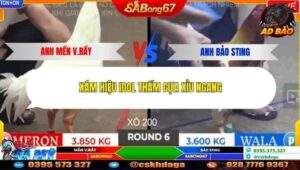 Trận 6 trường gà Tonhon 2/11/2025