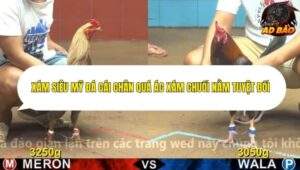 Trận 7 trường gà CPC4 9/11/2025