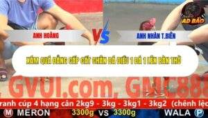 Trận 7 trường gà CPC5 16/11/2025