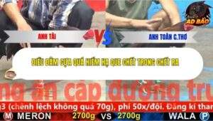 Trận 7 trường gà Cpc5 24/11/2025