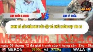 Trận 7 trường gà Cpc5 25/11/2025