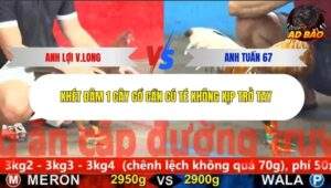 Trận 6 trường gà C5 1/11/2025