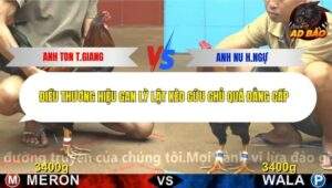 Trận 8 trường gà CPC4 18/11/2025