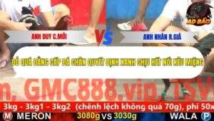 Trận 8 trường gà CPC5 11/11/2025