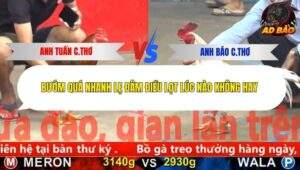 Trận 9 trường gà CPC5 16/11/2025