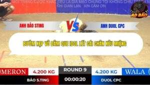 Trận 9 trường gà Tonhon 13/11/2025