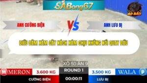 Trận 1 trường gà Tonhon 31/12/2025