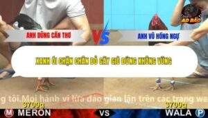 Trận 10 trường gà Cpc4 12/12/2025