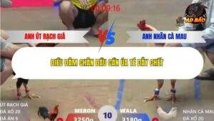 Trận 10 trường gà Xà Xía 31/12/2025