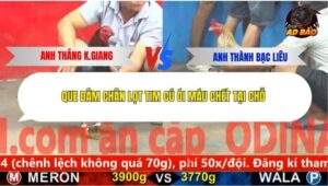 Trận 11 trường gà Cpc5 12/12/2025