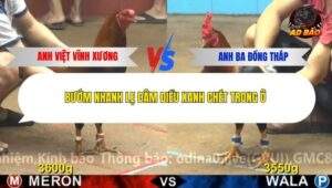 Trận 12 trường gà Cpc4 13/12/2025